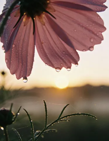 Petals at sunrise — A translucent pink flower with dew drops against a golden sunrise, low-angle macro photography.